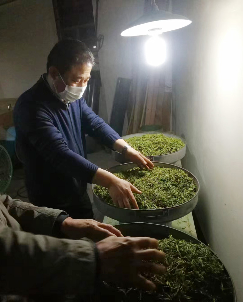 六苑黃山毛峰采摘標(biāo)準(zhǔn)：一芽一葉初展